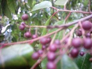 Prunus africana berries on a tree.