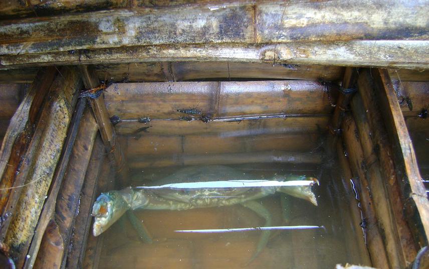 Mud crabs reared in floating bamboo cages.