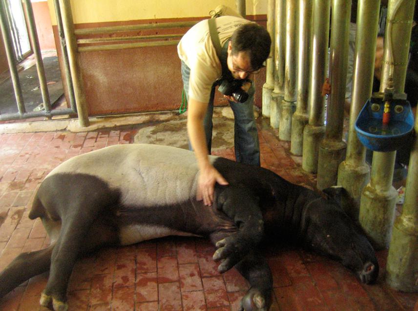 Visiting the Wildife Conservation Centre, Malaysia during the Tapir DNA workshop. © R. Hajjarto