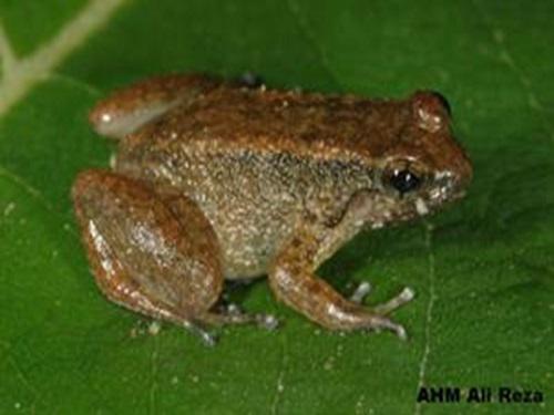 Occidozyga borealis.