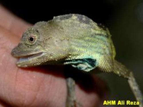Ptyctolaemus gularis.