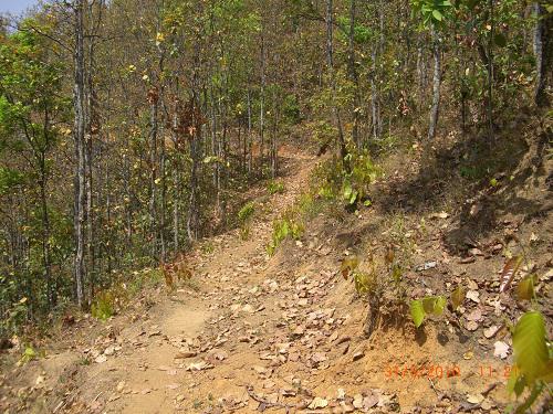 Fireline in Bhadkhore Community Forest.