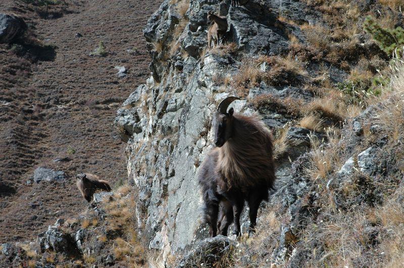 Himalayan tahr.