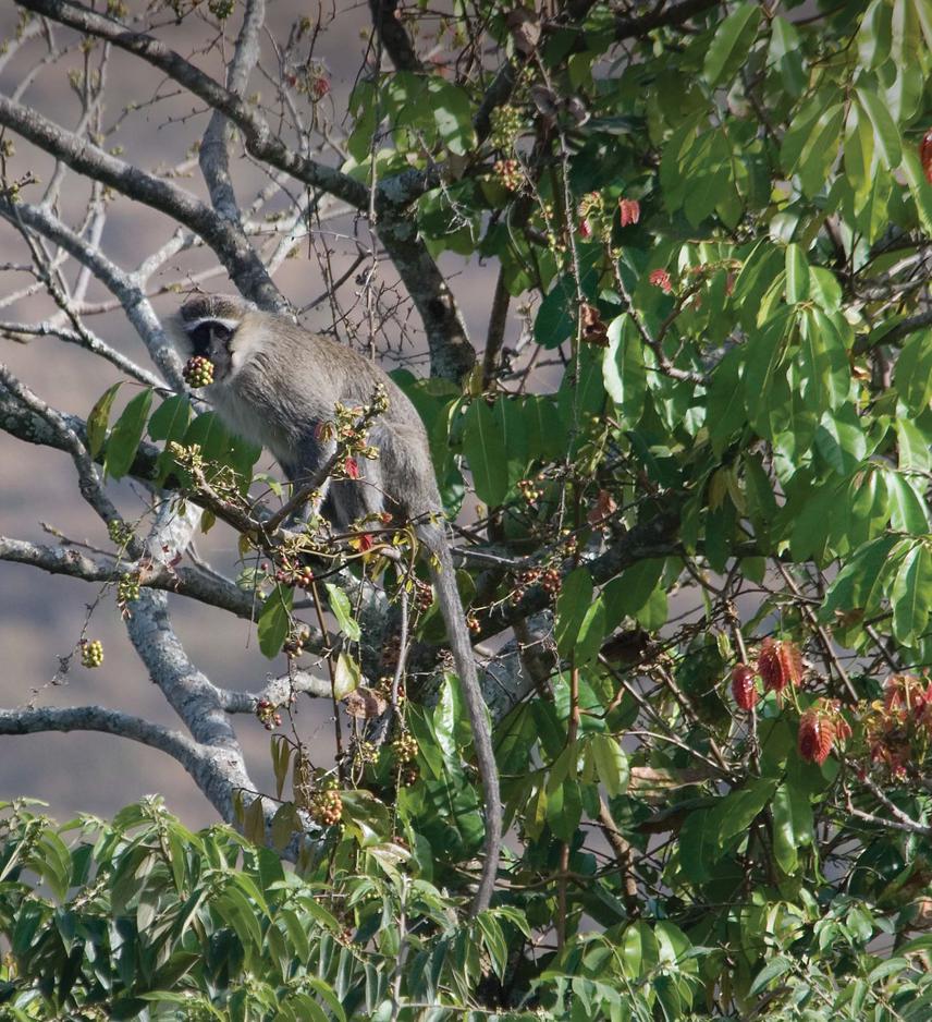 Tantalus monkey in Ngel Nyaki forest. © Matt Walters, School of Biological Sciences, UC