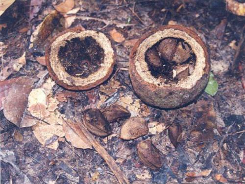 Brazil nut fruit with nuts.