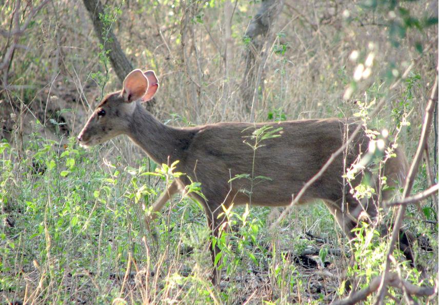 Individual gray brocket deer registered by the trip camera.