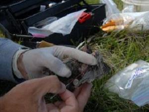 Obtaining blood sample from Pampas Meadowlark fledgling.