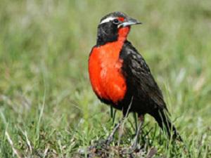 Pampas Meadowlark.