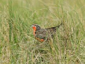 Pampas Meadowlark Male.