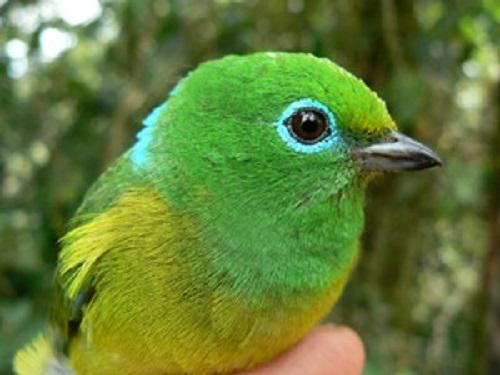 Chlorophonia cyanea, Bird at IBA Guatiquia.