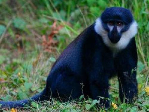 L'Hoests Monkey.