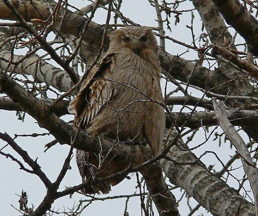 Blakiston's Fish Owl female. © Valery Shokhrin.