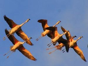 Flying Andean flamingos at Melincué dusk. ©E. Derlindati.