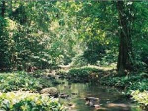 Elephant River in BB community forest.