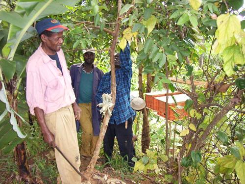 A farmer inspecting his new bee hives, immediately after hanging.