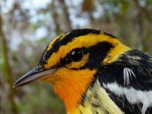 Blackburnian Warbler.