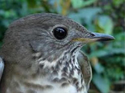 Gray-cheeked Thrush.