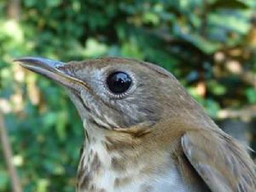 Veery – a true long distance traveller.