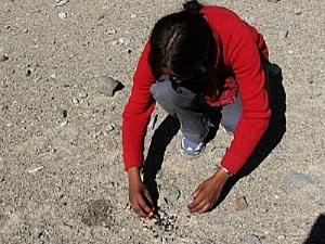 Collecting fecal samples of Tibetan gazelle.
