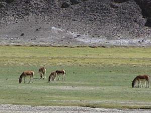 Tibetan Wild Ass grazing near Hanle.