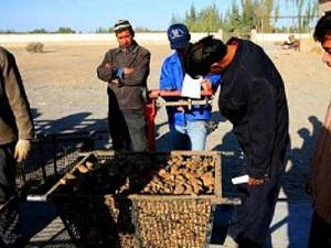 Local people trained in our conservation project were weighing and selling their harvested desert-living cistanches in Oct 2008.