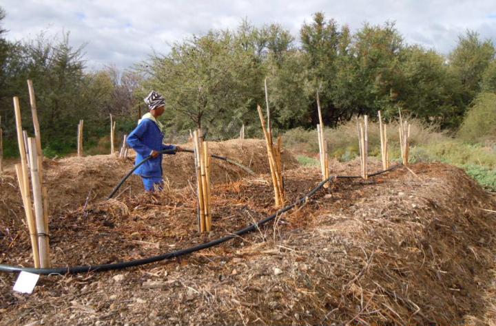 Sewage grey water in compost making. Renu-Karoo has been using “environmentally safe” treated water from the sewage works for keeping the compost moist.