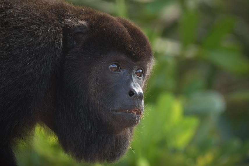Adult male Alouatta palliata mexicana. © Jorge Ramos-Luna.