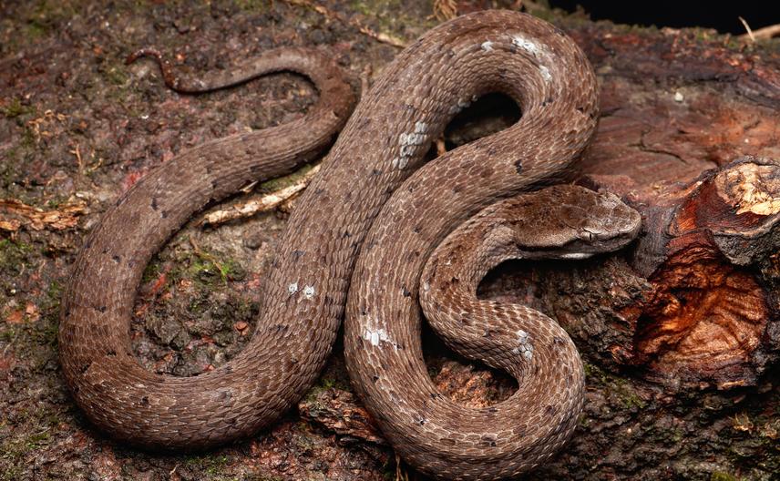 Gloydius chambensis photographed in Chamba district, Himachal Pradesh, India. © Virender K. Bhardwaj