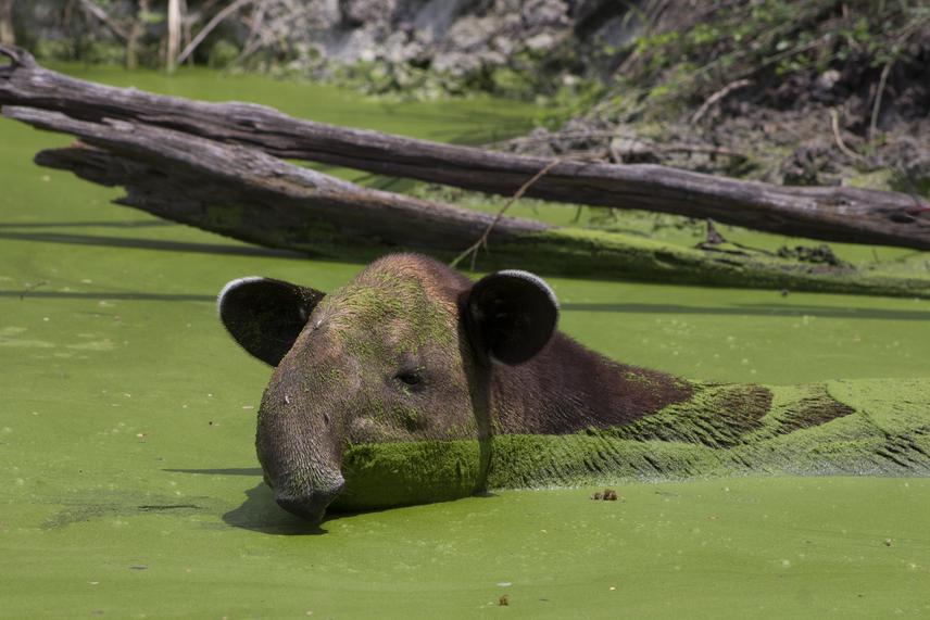 Individual of Tapirus bairdii at a watering hole, observed during a field trip in the Calakmul Biosphere Reserve, Campeche, Mexico. ©Carlos Delgado Martínez.