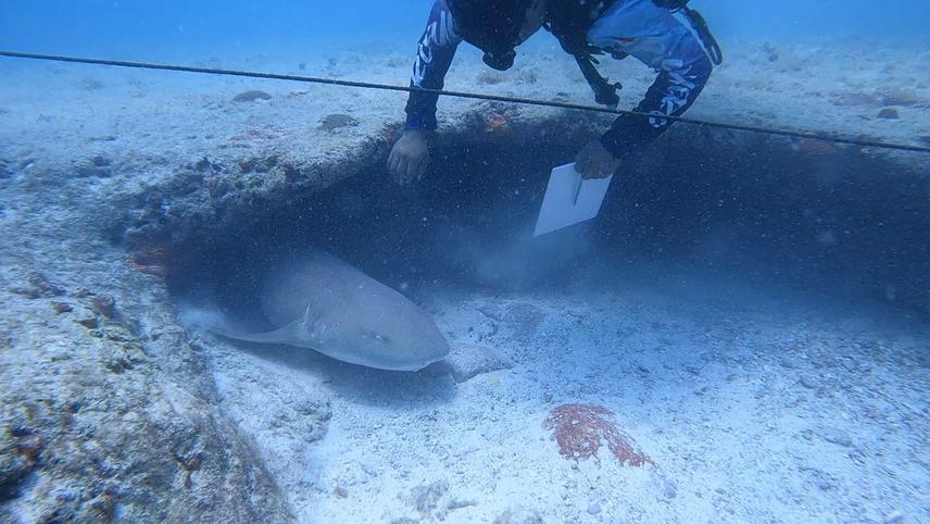 Sighting of a Nurse Shark, Ginglymostoma cirratum. ©Omar Sánchez Becerril.