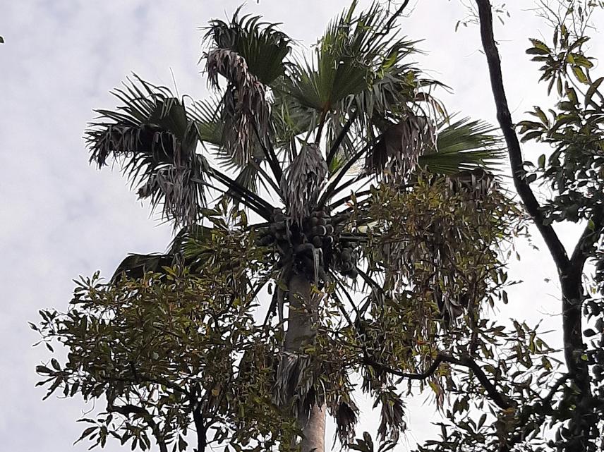 White-backed vulture´s nest in Mole National Park. November 2025. (c) Sandra Goded