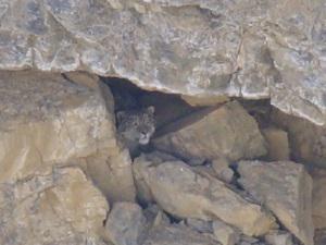 A snow leopard peeps out of his day time resting hideout.