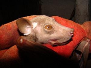 Epomops buettikoferi.