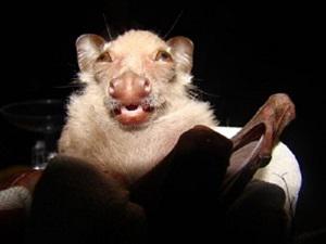 Epomops franqueti.