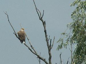 Adult White-tailed Eagle a regular breeding and wintering species in  the Dniepr Delta. ©P. Szczys