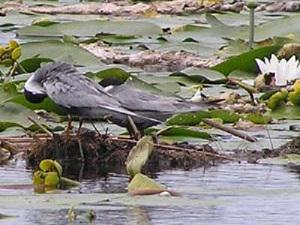 Whiskered Terns in a colony. These tern colonies are widespread and vulnerable because of boat traffic and fishing activities. ©J. van der Winden