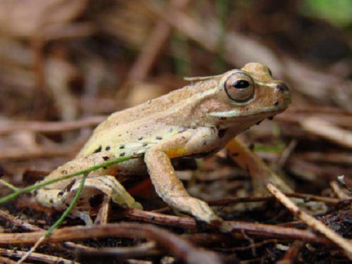 Dendropsophus padreluna. ©G. Chaves Portilla.