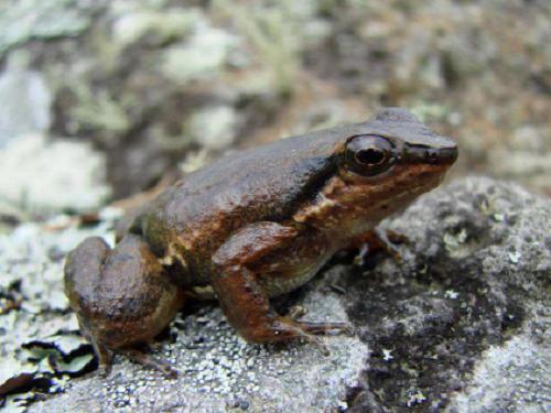 Rheobates palmatus. ©G. Chaves Portilla.