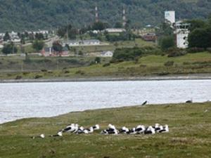 Gull colony and Puerto Williams town.