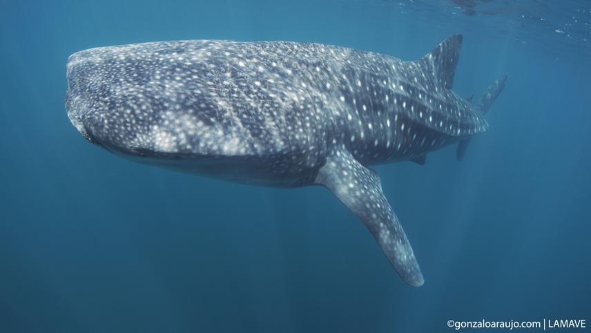 20000-2whale_shark_DSC09411_small copy.jpg