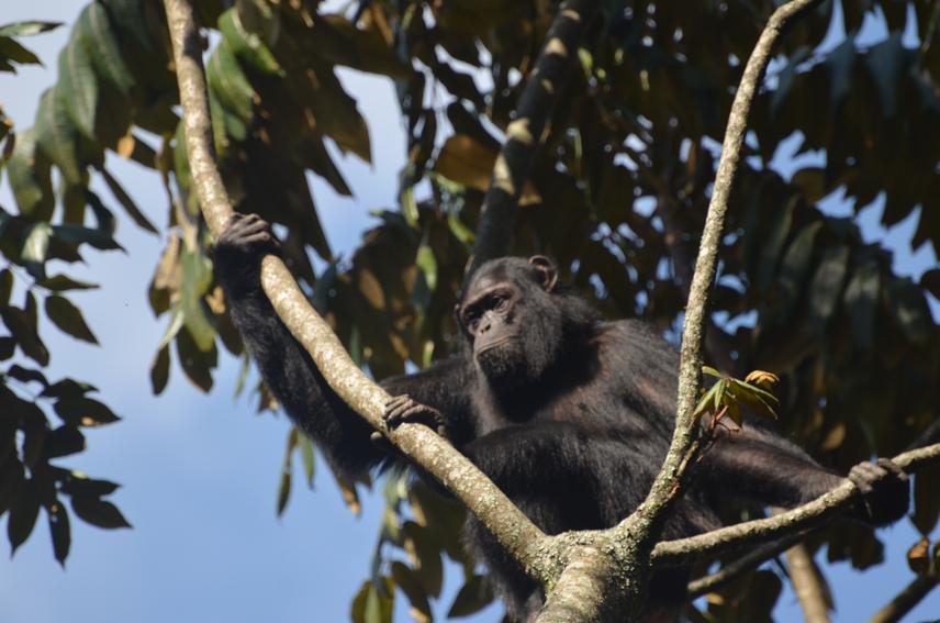 20018-1Gisovu chimp 1.JPG