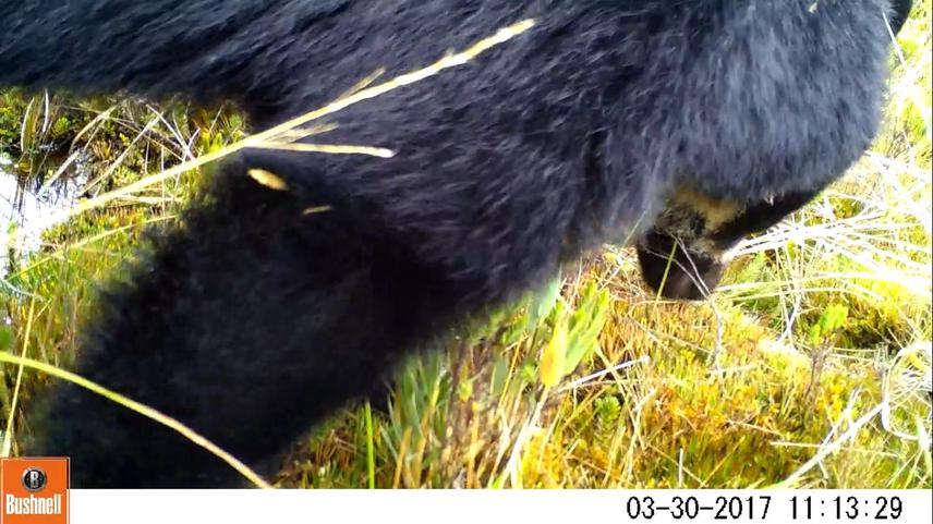 Andean bear.©Bushnell.