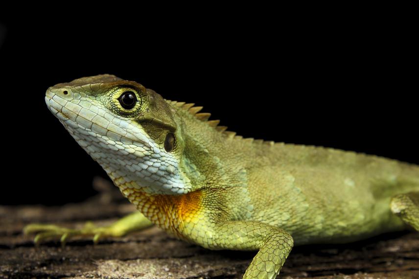 Japalura austeniana.