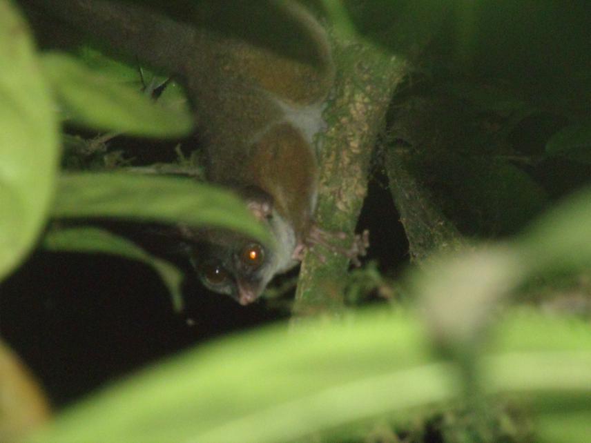 Schiurocheirus alleni cameronensis at Drink Garri. ©Fominka Nestor.