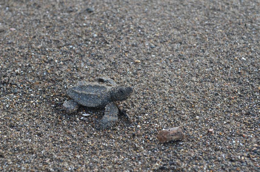 Beach hatchling.