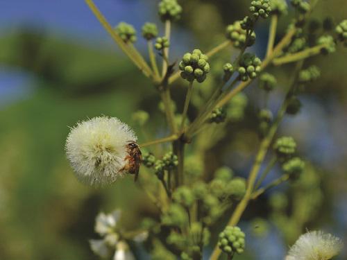 Bee Scaptotrigona pectoralis.