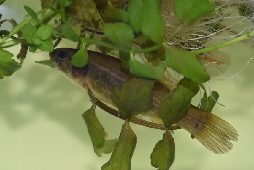Monitoring of Umbra krameri behaviour in laboratory.