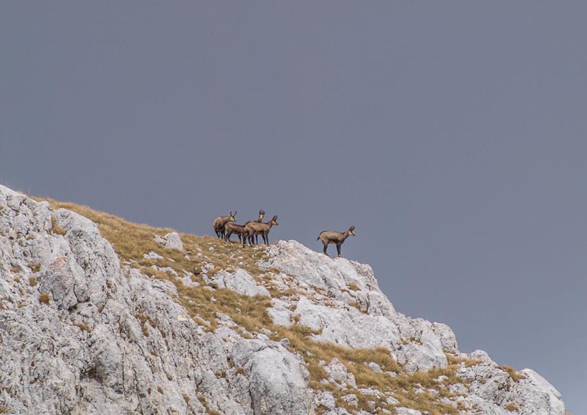 Balkan chamois. Photo by Dragana Raicevic.