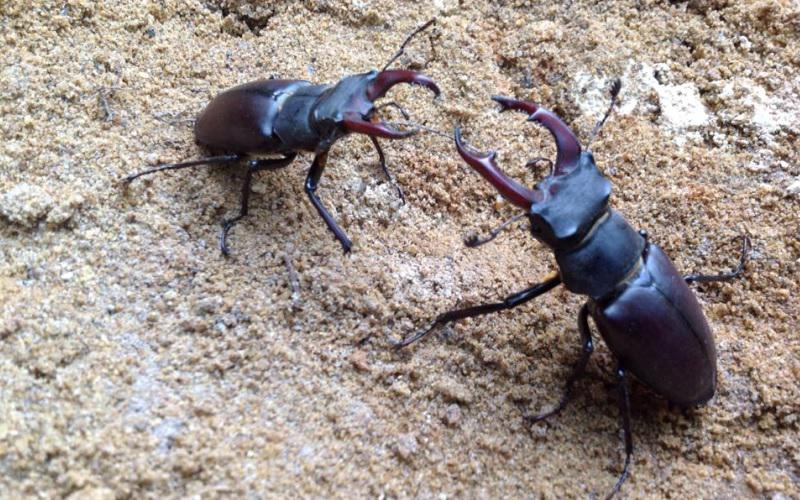 The stag beetle (Lucanus cervus), the endangered resident of the Codru forest and one of the species targeted for research and conservation within the Codru Quest.