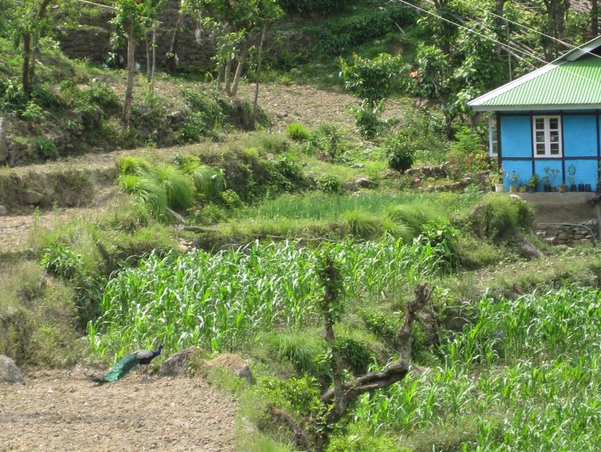 Peacock foraging at a maize field in Lower Kitam village at Kitam Bird Sanctuary